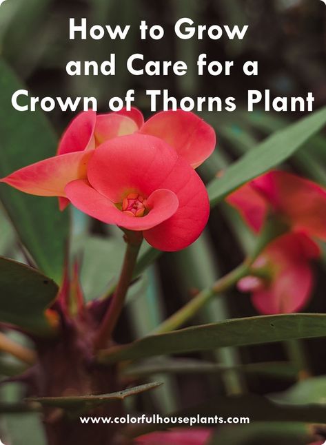 How to Care for a Crown of Thorns Plant Flowers With Thorns, Names Of Flowers, Crown Of Thorns Plant, The Crown Of Thorns, Flower Language, Unique Name, Red Crown, Crown Of Thorns, Flower Names