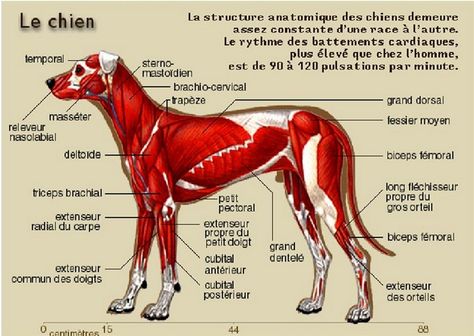 muscles du chien Carnivore Teeth, Canine Drawing, Dog Anatomy, Human Teeth, Dental Veneers, Animal Anatomy, Vet Med, Dog Care Tips, Vet Tech