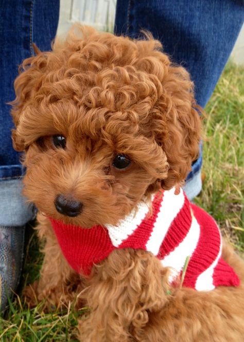 Anjing Poodle, Poodle Haircut, Red Poodles, Toy Poodles, Poodle Puppies, Poodle Puppy, Sweet Dogs, Toy Poodle, Labradoodle