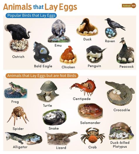 Animals That Lay Eggs: List and Facts with Pictures Egg Laying Animals, Animals That Lay Eggs Preschool, Oviparous Animals Kindergarten, Animals Name With Picture, Animals Kindergarten, Animals Name List, Animals With Antlers, Omnivorous Animals, Oviparous Animals