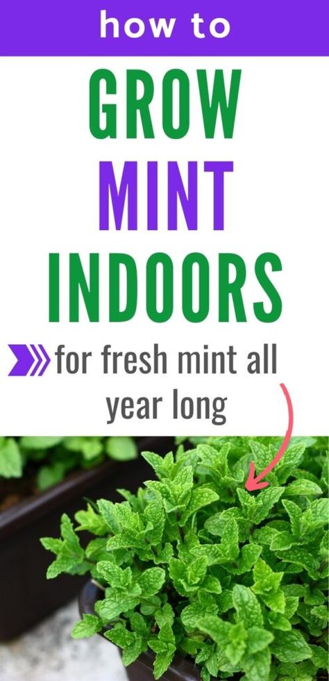 Nature, Grow Mint Indoors, Mint Plant Care, Growing Mint Indoors, How To Grow Mint, Grow Mint, Harvesting Basil, Mint Seeds, Mint Herb