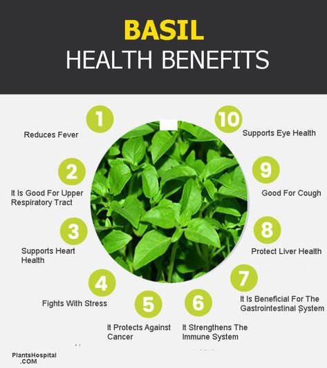 Basil: Benefits, Uses, Preparation And Recommendations (King Of Herbs) 3 Basil Tea Recipe, Basil Benefits, Health Benefits Of Basil, Benefits Of Basil, Basil Health Benefits, Healthy Liver Diet, Bullet Recipes, Basil Tea, Nutri Bullet