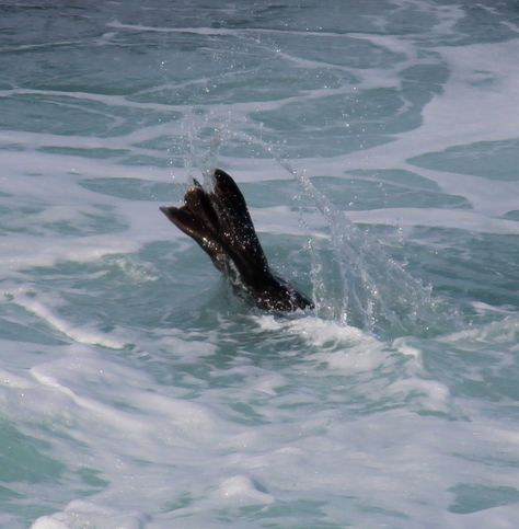 Harbor seal mating behavior.  The males take their tails & slap the water really hard.  www.nldesignsbythesea.com Seal Tail, Seal Aesthetic, Harbor Seal, California Photos, Character Inspo, Sea Lion, La Jolla, Resident Evil, Seals