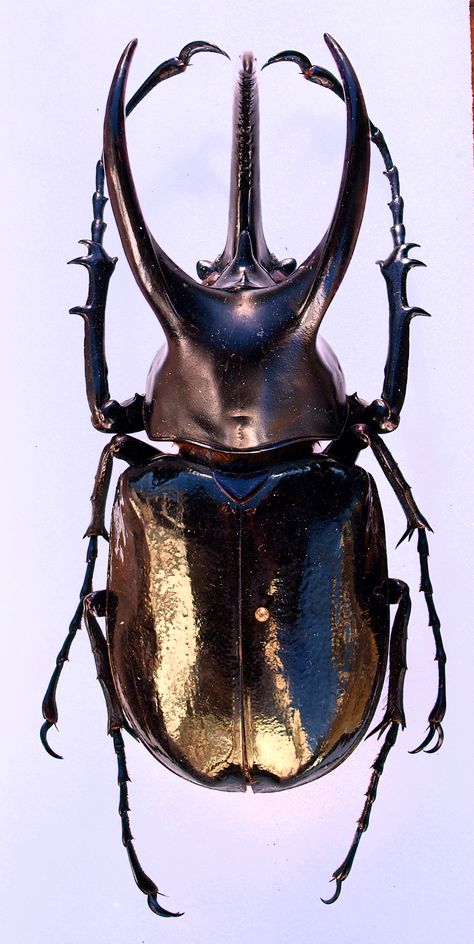 Rhinoceros Beetle, Rhino Beetle, Beetle Art, Cool Insects, Nature Projects, Beetle Insect, Cool Bugs, Wild Animals Pictures, Bug Art