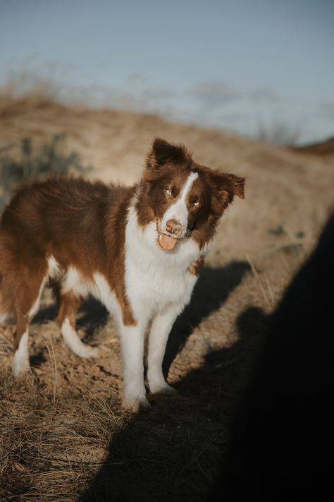 Brown And White Border Collie, Brown Border Collie, Dogs Images, Dog Nature, White Border Collie, Western Borders, Cute Dogs Images, Farm Lifestyle, Dream Dog