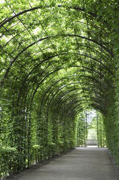 Natural Pergola, Beautiful Gardens Landscape, Grape Arbor, Garden Vines, Garden Arbor, Garden Arches, Salou, Garden Trellis, Be Great