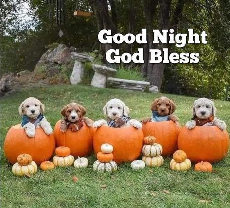 Pumpkin Pictures, Beautiful Farm, Good Night Greetings, Puppy Pictures, Halloween Pictures, Food Fresh, Fall Decorating, Cute Pumpkin, Black Dog