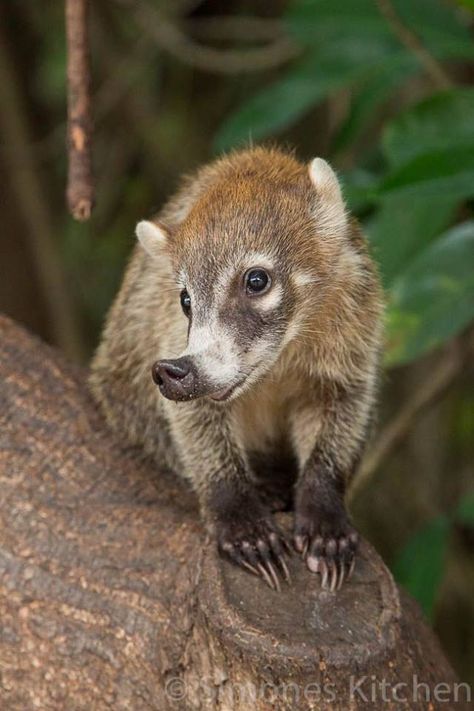 Coati Mundi Interesting Animals, Unusual Animals, Rare Animals, Weird Animals, Unique Animals, Cute Creatures, Animal Planet, In The Forest, Exotic Pets