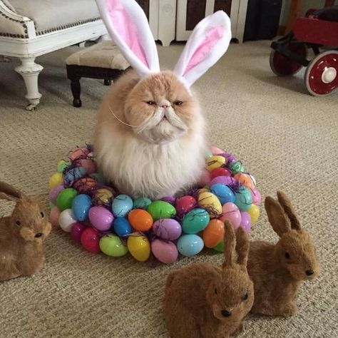 15 Cute Cats That Are Super Ready For Easter Easter Cats, Cute Puppies And Kittens, Most Beautiful Cat, Kitten For Sale, Beautiful Cat Breeds, Most Beautiful Cat Breeds, Cat Fashion, Persian Cat, Bunny Ears