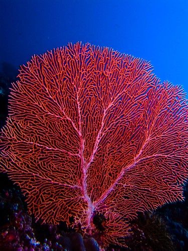 Red Sea Coral Reef, Coral Reef Photography, Fan Coral, Bawah Air, Fauna Marina, Sea Fan, Under The Water, Coral Art, Ocean Floor