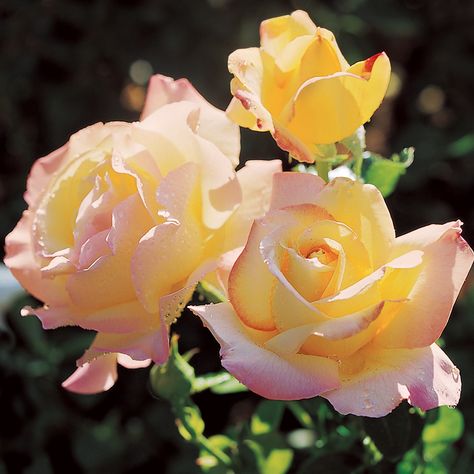 Peace Hybrid Tea Rose for Sale at Jackson and Perkins | Hybrid Tea Hybrid Tea Roses Care, Peace Rose, Hybrid Tea Rose, Rose Gardens, Rose Trees, Growing Roses, Insect Control, Hybrid Tea Roses, Garden Guide