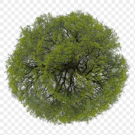 Tree Top View Architecture, Tree Top View Png, Tree Plan Photoshop, Tree Plan Png, Trees Texture, Tree Top View, Tree Psd, Spring Clip Art, Landscape Texture