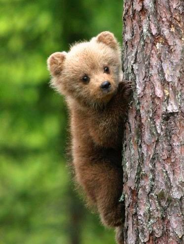 Grizzly Bear Cub, Cutee Animals, Cut Animals, Wild Animals Pictures, Cute Goats, Cute Small Animals, Bear Photos, Bear Pictures, Bear Cub