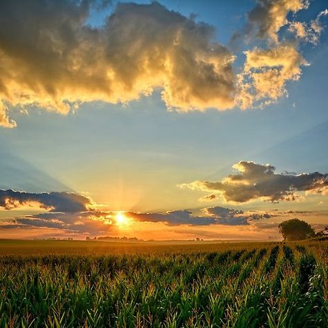 Corn Field Painting, Cornfield Sunset, Rural Aesthetic, Twilight Painting, Bonfire Photography, Edward Tulane, Harvest Corn, Corn Fields, Corn Field