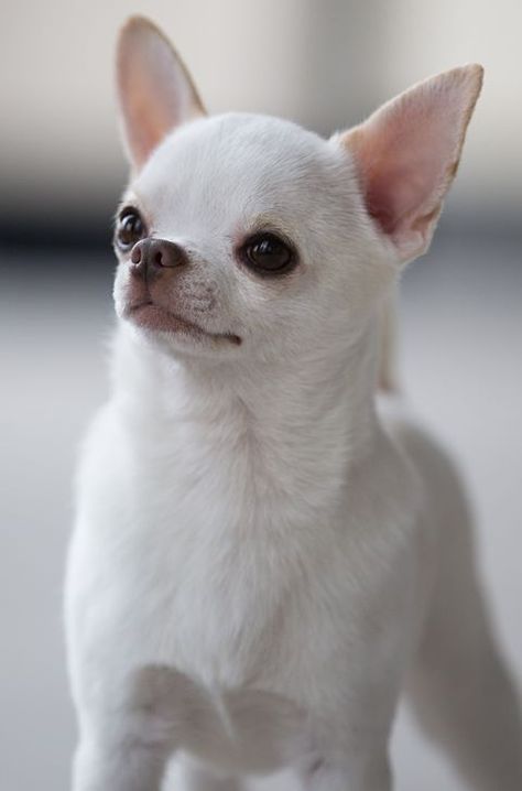 International and American Champion Sonnus Filho (Sanchez) "Sonnito" from Mexico.  The top winning Chihuahua of all time. White Chihuahua Puppy, Spotted Chihuahua, White Chihuahua Aesthetic, White Long Haired Chihuahua, Psy Chihuahua, White Teacup Chihuahua, Chihuahua Training, White Chihuahua, Baby Chihuahua