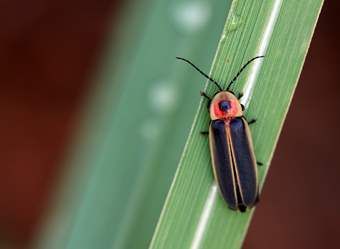 Firefly Festival, Lightning Bugs, Bug Images, Lightning Bug, Bug Tattoo, Termite Control, Macro Shots, Smoky Mountain National Park, Local Art