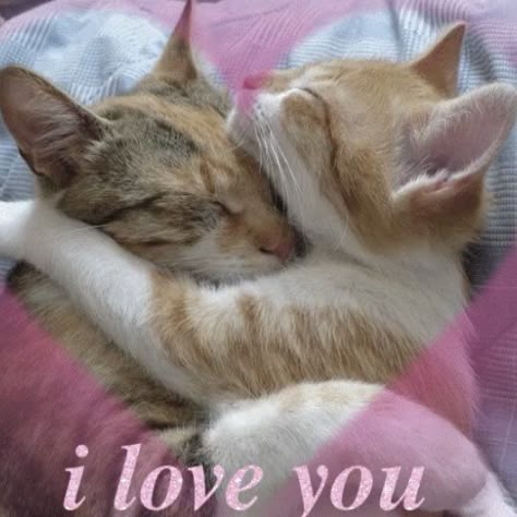 2 Cats, A Cat, I Love You, Love You, I Love, Orange, Pink, White