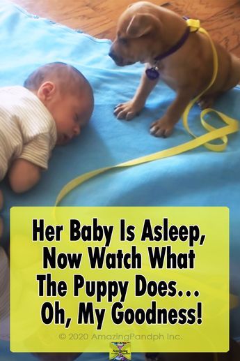 The puppy trying his hardest not to go to sleep, he babysitting. Have you seen anything cuter lately? #Dogs #Puppies #Adorable #Babies #sleeping #animals #babysitting Dog Quotes, Boxer Dog Puppy, Cute Dog Quotes, Sleepy Puppy, Puppies Videos, Pet Advice, Adorable Puppy, Cute Funny Dogs, Baby Puppies