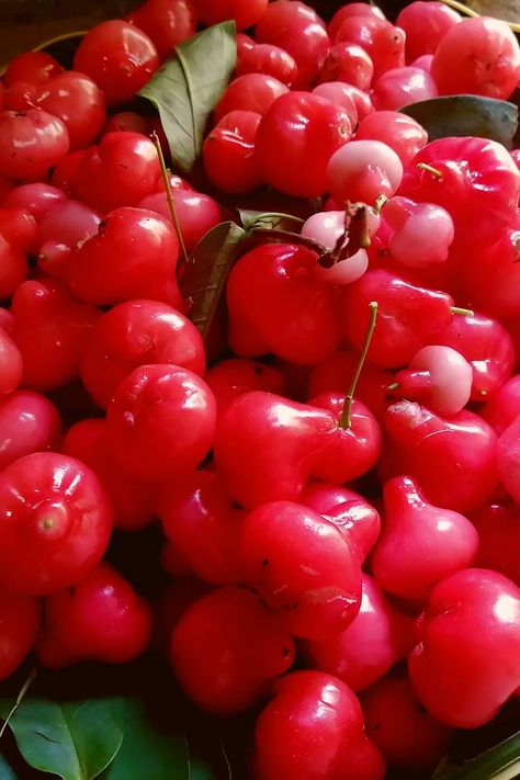 Water rose apple|Jambo Rose Apple Fruit, Rose Apple, Apple Roses, Eat In A Day, Fruit Flowers, Apple Fruit, Permaculture, Rapunzel, Fruit