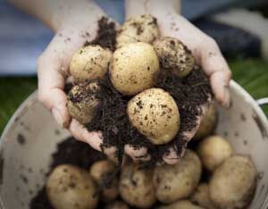 Making a potato barrel - I want to try this in the spring. Seems more space-efficient than planting in the garden. Potato Barrel, Growing Potatoes, Space Efficient, Mother Earth News, Children's Garden, Garden Veggies, A Potato, Veggie Garden, Growing Food