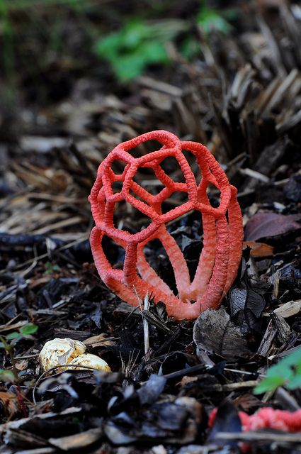 Red Cage Fungus - Clathrus Ruber by Patricia Woods, via Flickr This is one of the most beautiful things I have seen in my life. Lichen Moss, Mushroom Pictures, Slime Mould, Plant Fungus, Affinity Photo, Mushroom Fungi, Mystical World, Weird Stuff, Wild Mushrooms