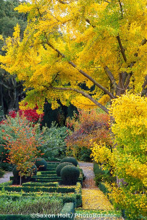 Ginkgo biloba (Maidenhair Tree) in fall color. Maidenhair Tree, Garden Library, Summer Plants, Autumn Scenes, Ginkgo Biloba, The Bay Area, Seed Pods, Pool Landscaping, Fall Foliage