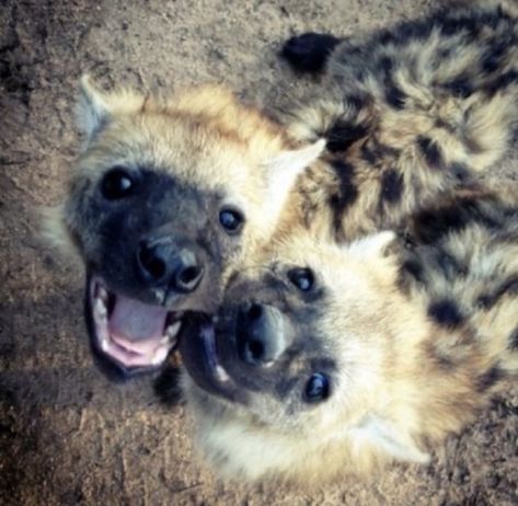 Big Puppies, African Wild Dog, Cat Icon, Pretty Animals, Game Reserve, Wild Dogs, Silly Animals, Hyena, Animal Photo