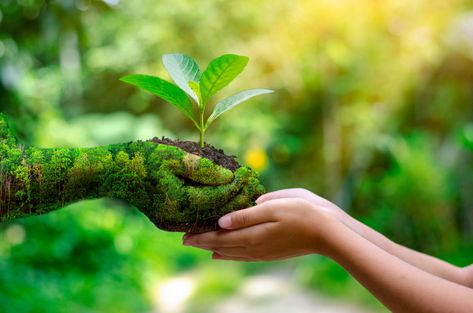 Environment earth day in the hands of tr... | Premium Photo #Freepik #photo #tree #people #water #hand Growing Seedlings, Save Environment, Tree Day, Save Trees, World Environment Day, Environment Day, Nature Conservation, Organic Farming, Earth Day