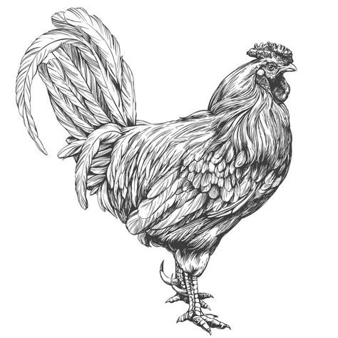 Simple Chicken Drawing, Rooster Tattoo, Illustration Realistic, Chicken Drawing, Silhouette Paper, Realistic Sketch, Simple Chicken, Rooster Art, Eye Sketch