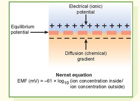 Membrane Potentials Electrochemical potentials are present across the membranes of virtually all cells in the body. Some cells, such as nerve and musc Science Anatomy, Nerve Fiber, Cell Membrane, Anatomy And Physiology, The Cell, Human Anatomy, Respiratory, Nerve, The Body