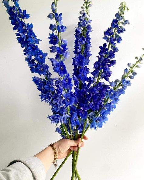 Indigo Flowers, Deep Blue Flowers, Delphinium Flower Aesthetic, Blue Wildflowers, Blue Wild Flowers, Blue Flower, Delphinium Flower, Blue Wild Flowers Bouquet, Blue Snapdragon Flowers