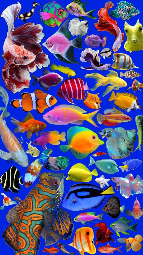 Colorful Aesthetic, Fish Wallpaper, Museum Architecture, Phone Wallpaper Patterns, Art Collage Wall, Cute Backgrounds, Photography Projects, Fish Art, Computer Wallpaper