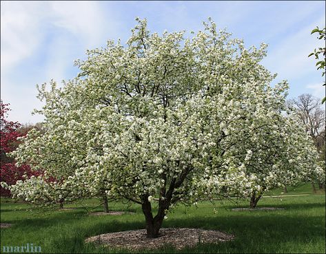 crabapple tree | Dolgo crabapple is particularly resistant to apple scab, and is grown ... Apple Tree Tattoo, Crab Apple Tree, Flowering Crabapple, Island Garden, Orchard House, Fruit Bearing Trees, Flowering Cherry Tree, Tree Seedlings, Redbud Tree