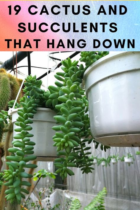 19 Cactus and Succulents that Hang Down Succulents That Hang, Plants That Hang Over Pot, Succulents That Hang Down, Cactus And Succulent Arrangements, Different Succulents Plants, Succulant Planting Ideas Indoor, How To Grow Succulents, Hanging Succulents Outdoor, Hanging Succulents Indoor