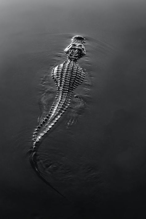 #alligator #floating in water White Crocodile, Everglades National Park, Animal Nature, Floating In Water, In Water, Alligator, National Park, Amber, Black And White