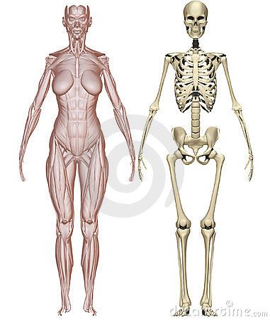 Muscles and skeleton woman Skeleton Woman Art, Anatomy Woman, Skeleton Woman, Female Skeleton, Human Skeleton Anatomy, Girl Anatomy, Anatomy Bones, Female Anatomy Reference, Skeleton Anatomy