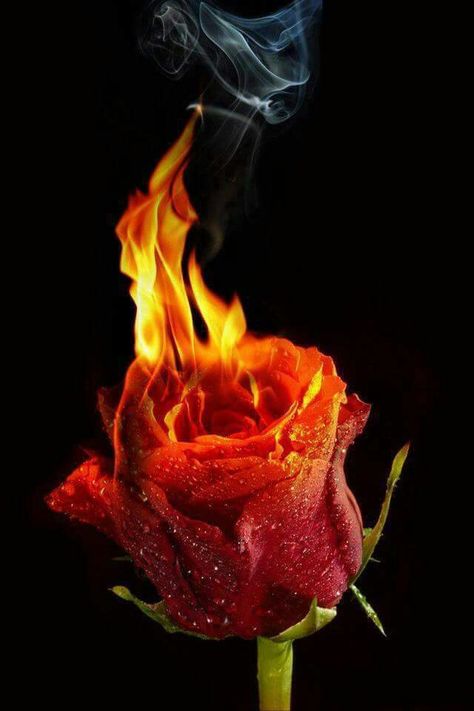 Rose On Fire, Fairy Face Paint, Indian Feather Tattoos, Burning Rose, Indian Flag Wallpaper, Red Background Images, Feather Tattoo Design, Purple Flowers Wallpaper, Android Wallpaper Art