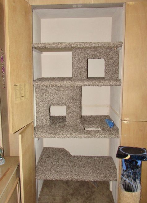 Converted Stereo closet to built-in Cat Condo. Top two levels are accessed from inside carpeted cubbies. Built In Cat House, Cat Cupboard Under Stairs, Diy Cat Closet Ideas, Cat Closet Diy, Understairs Cat House, Small Cat Closet Ideas, Cat Room In Closet, Closet Cat Room, Diy Cat Closet