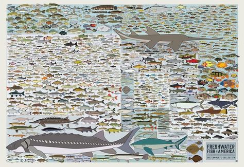 freshwater fish of North America Fish Chart, Water Animals, Types Of Fish, Types Of Animals, Animal Species, Hanging Posters, Large Poster, Marine Animals, Freshwater Fish