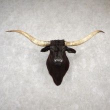 Savory Spice, Taxidermy For Sale, Longhorn Steer, Longhorn Skull, Steer Skull, Taxidermy Mounts, Cattle Farming, Texas Longhorn, Cow Horns