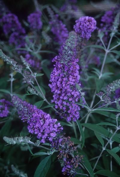 Butterfly Attracting Plants, Butterfly Garden Flowers, Flowers that attract butterflies Pollinating Plants, Hosta June, Scented Plants, Blue Flowering Plants, Cottage Gardening, Rabbit Resistant Plants, Flowers That Attract Butterflies, Butterfly Garden Plants, Hummingbird Plants