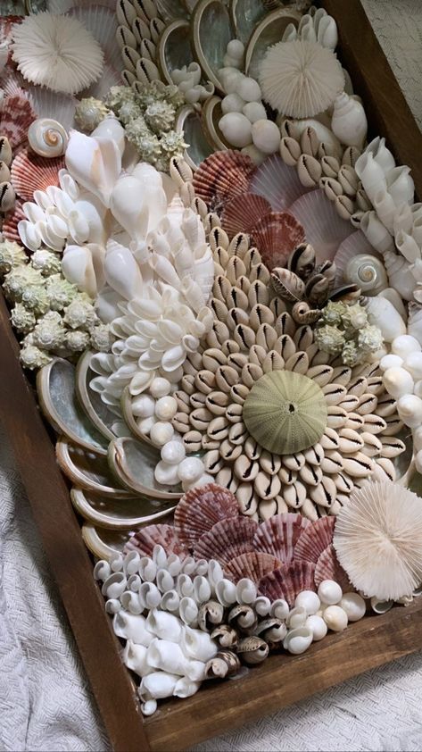 Seashell display