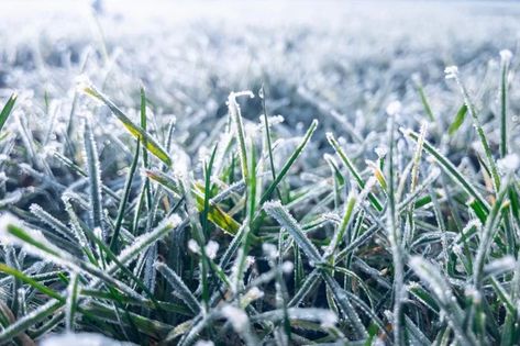 What Happens To Grass During the Winter? | The Family Handyman Winter Lawn Care, Winter Grass, Fall Lawn Care, Leaves Meaning, Fall Lawn, Tall Fescue, Lawn Care Tips, Grass Type, Lawn Service