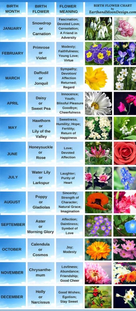 Flowers of the month Wildflowers Tattoo, Rose Sleeve, Super Tattoo, Flower Chart, April Birth Flower, Different Types Of Flowers, Flower Sleeve, Birth Flower Tattoos, Flower Meanings