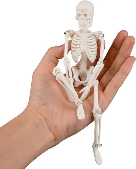 Amazon.com: Ultrassist Mini Human Skeleton Model, Portable 20cm Skeleton Bone Model with Stretchable Jaw, Great Teaching Tool for Physiological Education and Human Skeletal System Study : Industrial & Scientific Human Skeleton Model, Life Size Skeleton, Bone Model, Human Skeletal System, Skeleton Model, Skeletal System, Cute Skeleton, Doll Games, Human Skeleton