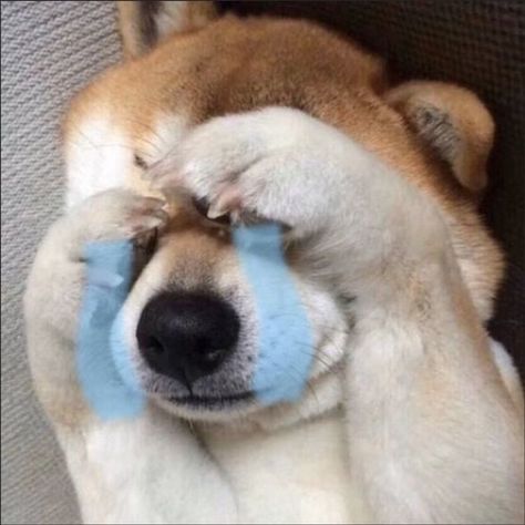 Cute Icons Pfp, Cute Crying, Dog Crying, Dog Tumblr, Pfp Profile, Akita Inu, Cute Kawaii Animals, Dog Icon, Funny Animal Photos