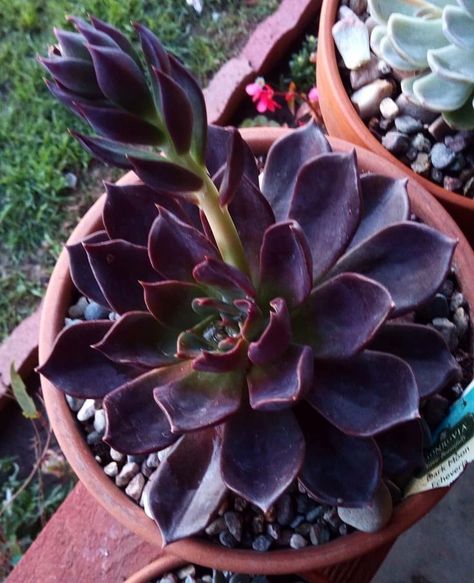 Learn everything in detail about this black Echeveria #succulent #type #identification #echeveria #black #blackplant Replanting Succulents, Echeveria Succulent, Purple Succulents, Cactus Types, Colorful Succulents, Succulents Decor, Growing Succulents, Black Knight, Succulent Gardening