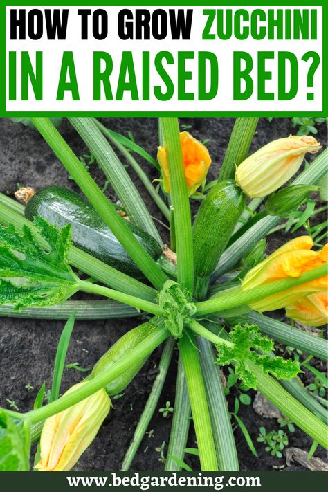 Zucchini In Garden, Best Veggies To Grow In Raised Beds, Zucchini Garden Tips, Growing Zucchini In Raised Beds, Growing Squash In Raised Beds, Squash In Raised Beds, Growing Zucchini In Containers, Best Way To Grow Zucchini, Vertical Squash