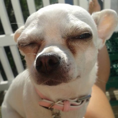 squinting chihuahua #funny #cute #animals #dogs #adorable #LOVE #IT Squinting Eyes, Eyes Meme, Baby Chihuahua, Cute Chihuahua, Side Eye, Chihuahua Love, Dog Rules, Funny Dog Pictures, Chihuahua Puppies