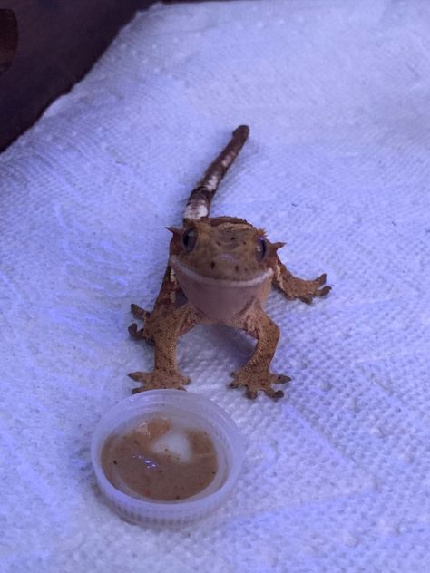 Crested Gecko Funny, Cute Crested Gecko, Crested Gecko Morphs, Gecko Terrarium, Crested Geckos, Cute Gecko, Pet Lizards, Cute Lizard, Reptile Room